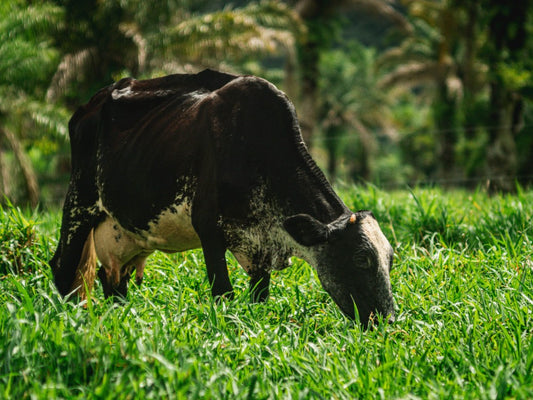 happy cow grazing in nature